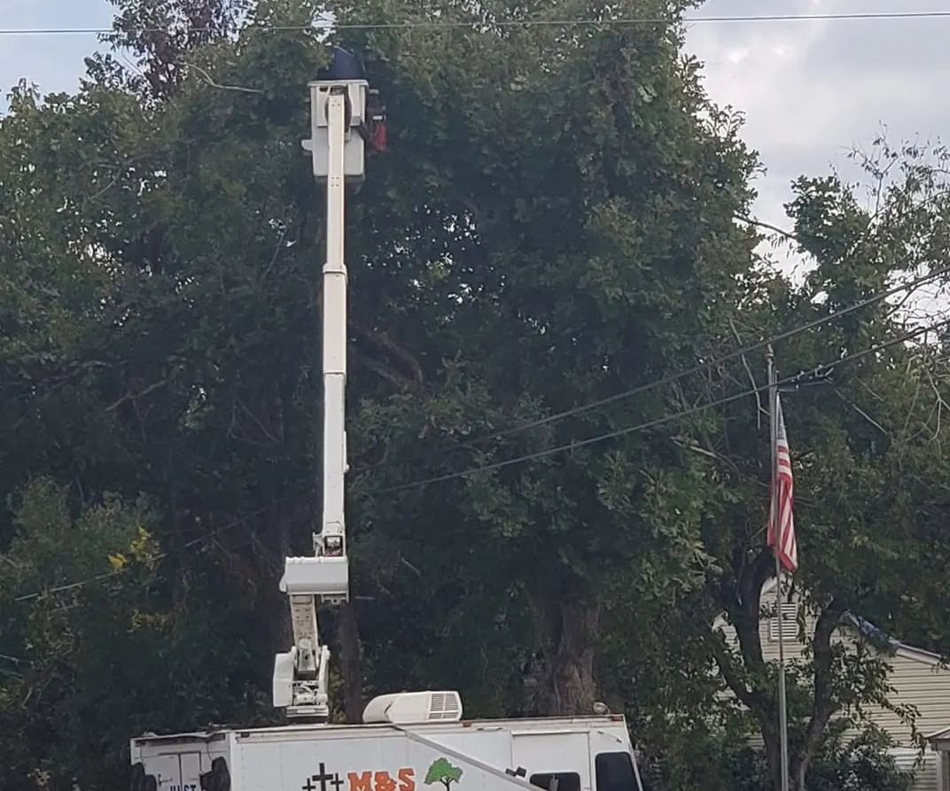M&S bucket truck raised into a big oak