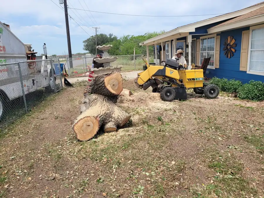 Trunk cut into rounds while the stump grinder works