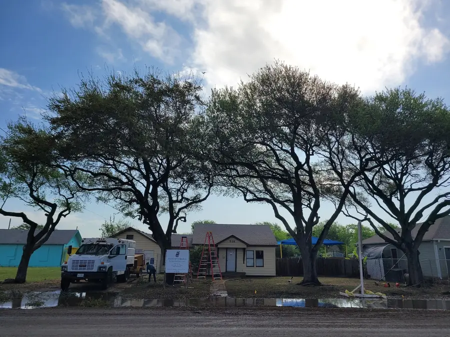 A row of live oaks after trimming